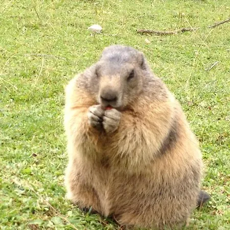 Hanneshof 3* Filzmoos